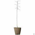 Jujube 'Sugar Cane' in 11 inch fiber pot