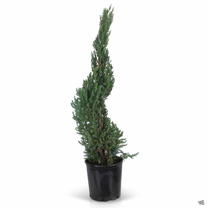 Juniper Blue Point Spiral 8 inch