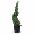 Juniper Blue Point Spiral 8 inch