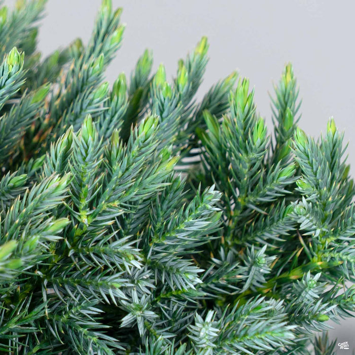 Blue Star Juniper