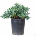 Blue Star Juniper 1 gallon