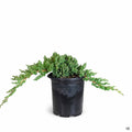 Juniper 'Green Mound' 1 gallon