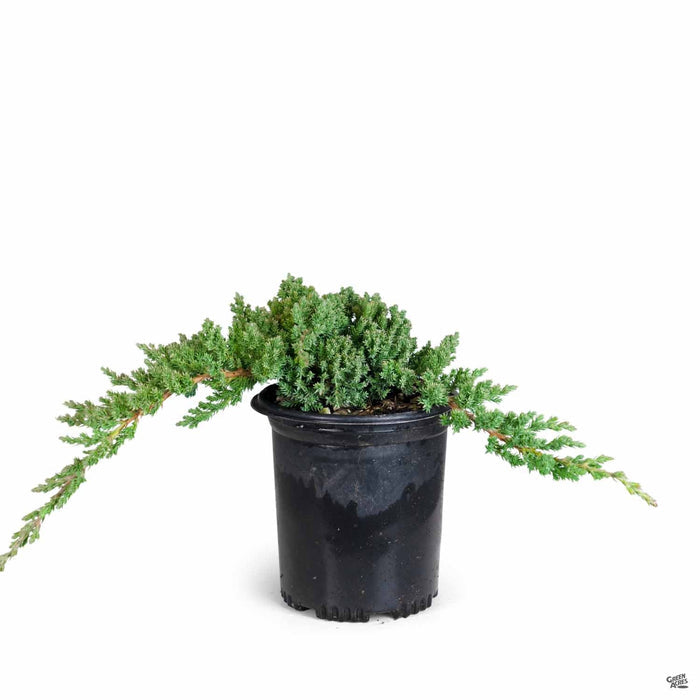 Juniper 'Green Mound' 1 gallon