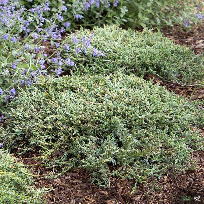 Icee Blue Juniper