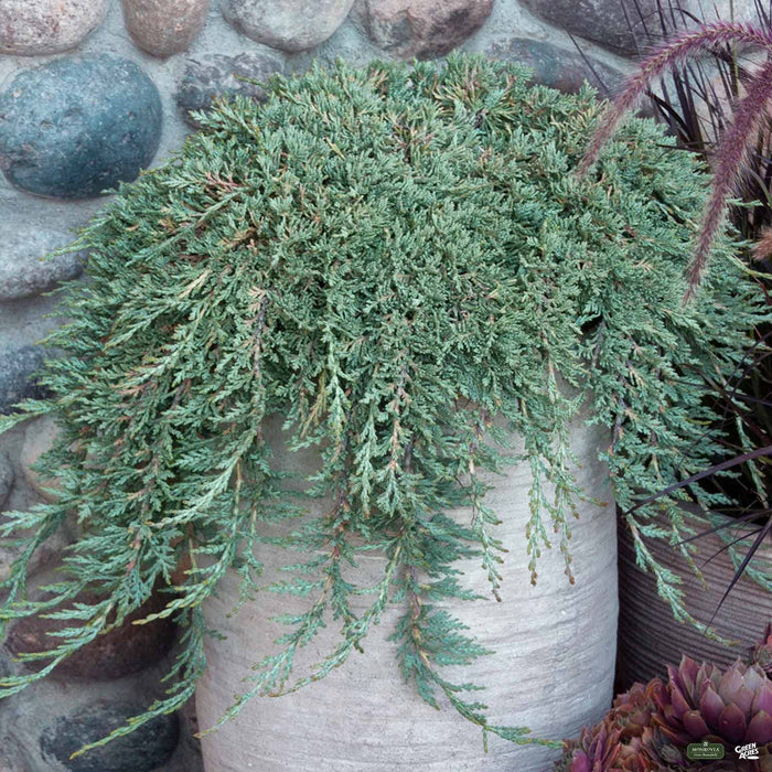 Icee Blue Juniper
