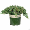 Icee Blue Juniper 1 gallon Monrovia