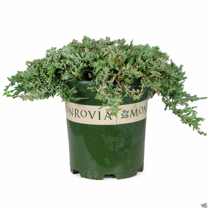 Icee Blue Juniper 1 gallon Monrovia