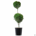 Juniper 'Mint Julep' 2 Ball Topiary
