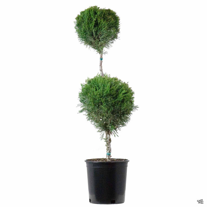 Juniper 'Mint Julep' 2 Ball Topiary