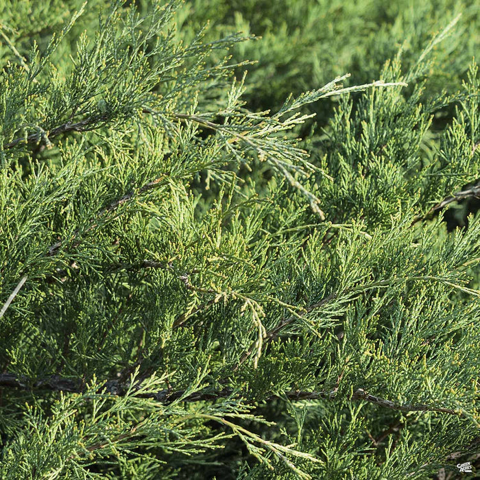 Juniper Sea Green
