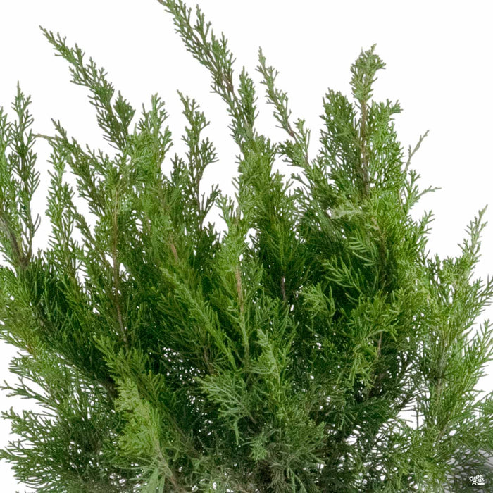 Juniper Sea Green
