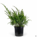 Juniper Sea Green 3 gallon