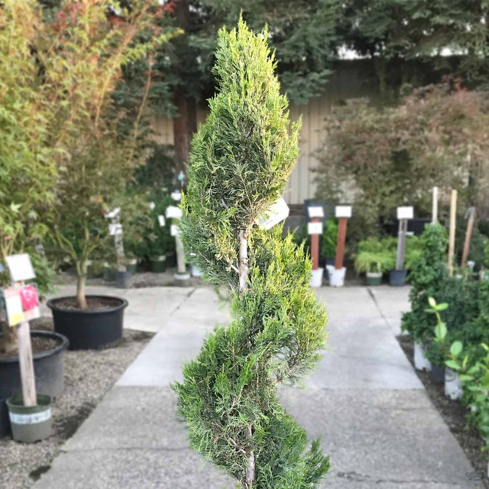 Juniper 'Spartan' Spiral