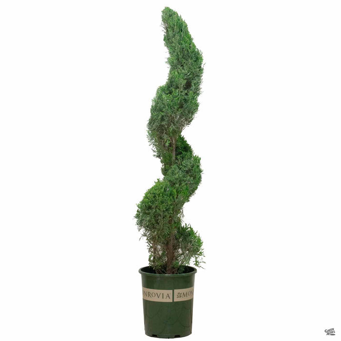 Juniper ‘Spartan’ Spiral 5 gal