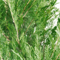 Juniper ‘Spartan’