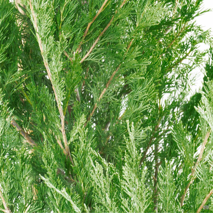 Juniper ‘Spartan’