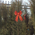 Juniper 'Taylor'