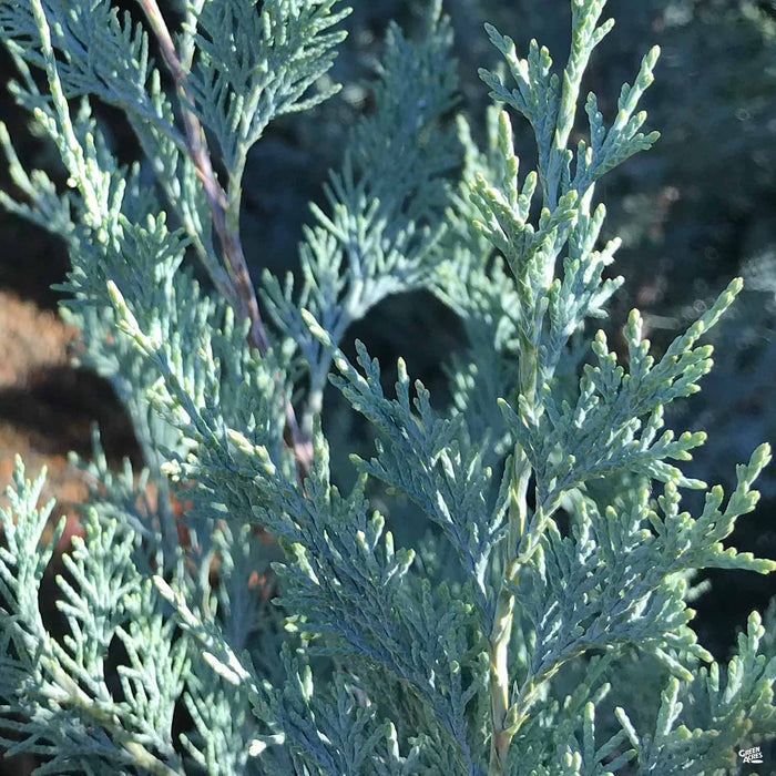 Juniper 'Wichita Blue'