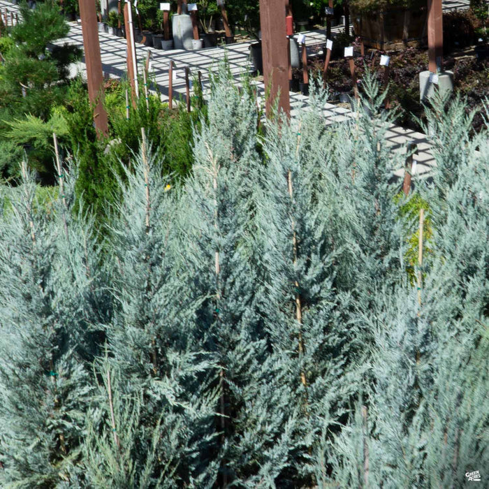 Juniper 'Wichita Blue'