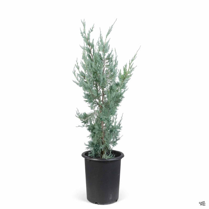 Juniper 'Wichita Blue' 5 gallon