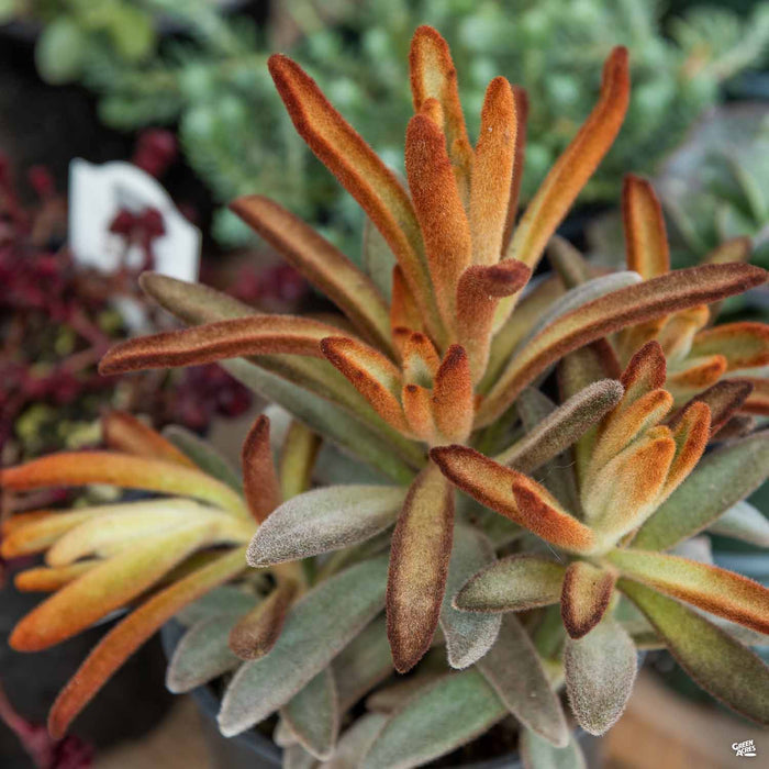 Kalanchoe 'Chocolate Soldier'