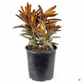 Kalanchoe 'Chocolate Soldier' 4 inch