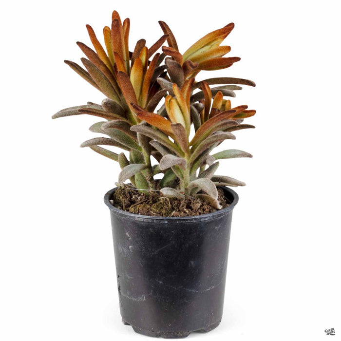Kalanchoe 'Chocolate Soldier' 4 inch