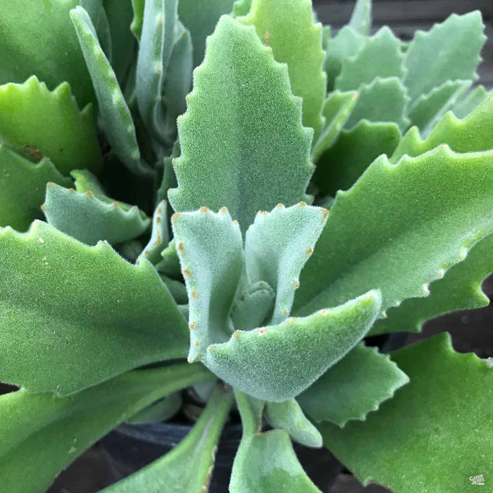 Kalanchoe millotii