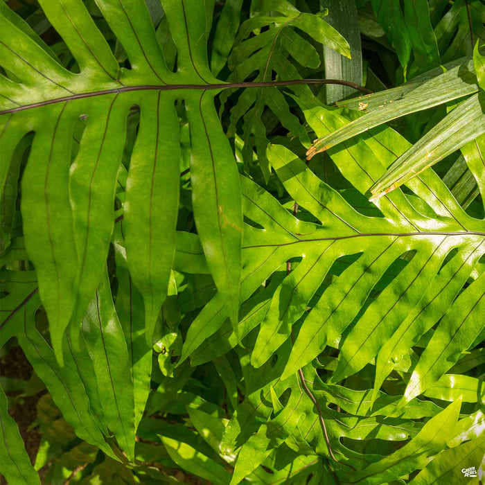 Kangaroo Fern