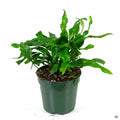 Kangaroo Fern 4 inch