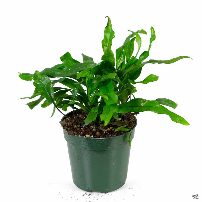 Kangaroo Fern 4 inch