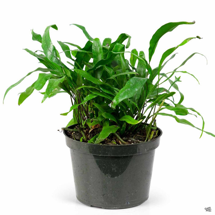 Kangaroo Fern 6 inch