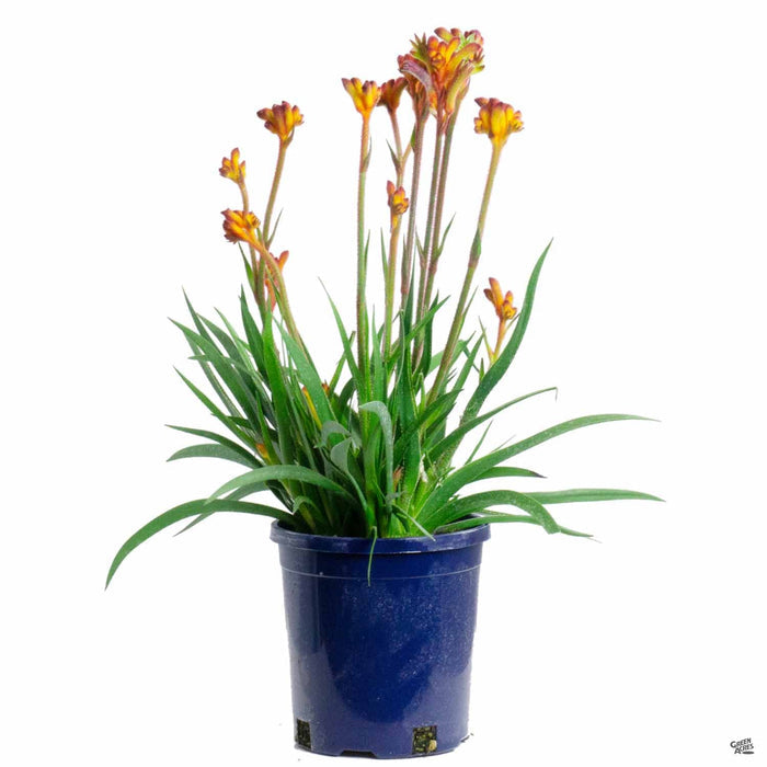 Anigozanthus Kangaroo Paw 'Pot-A-Roo' 1 gallon