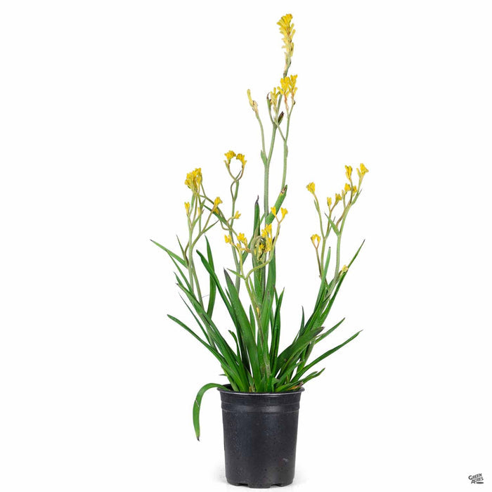 1 gal / Yellow