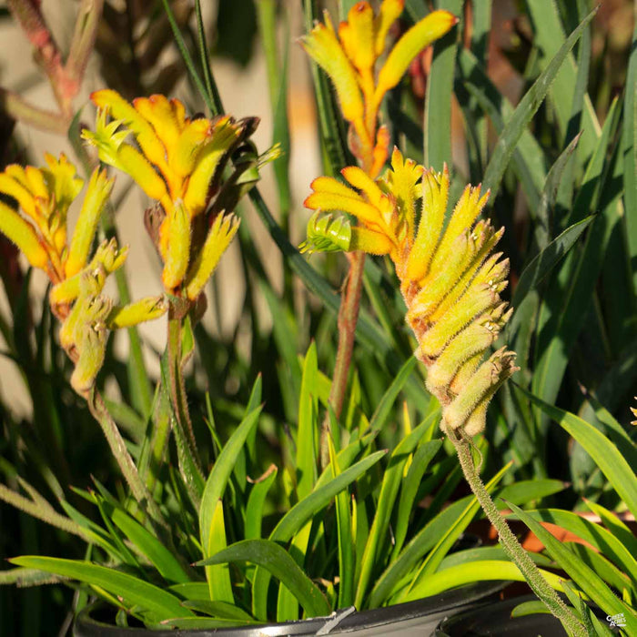 Yellow Kangaroo Paw