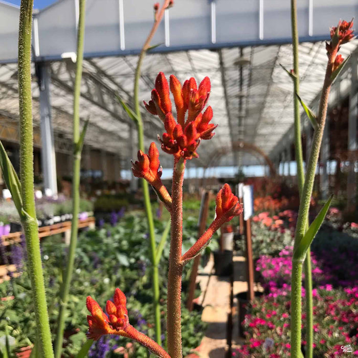 Orange Kangaroo Paw