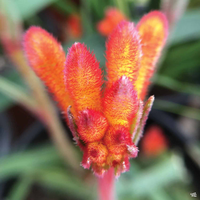 Orange Kangaroo Paw