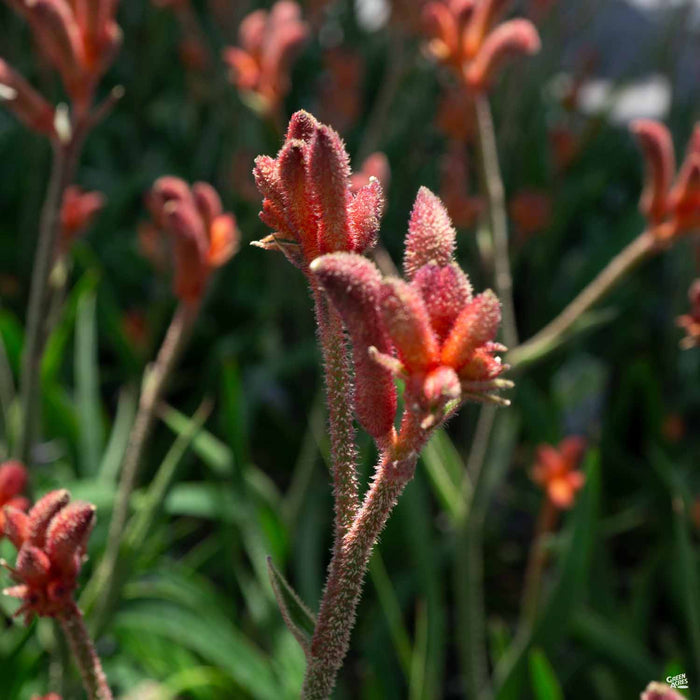 Orange Kangaroo Paw