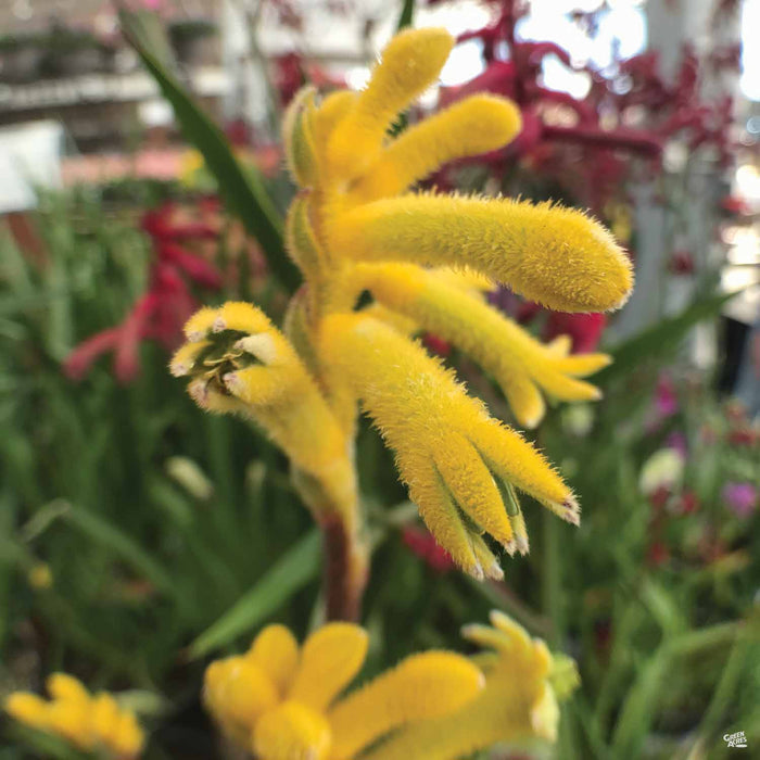 Yellow Kangaroo Paw