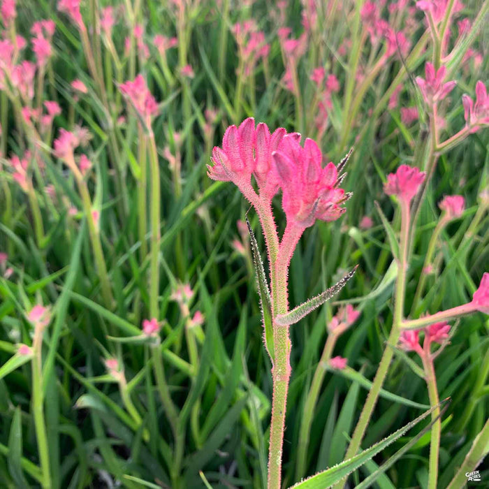 Pink Kangaroo Paw