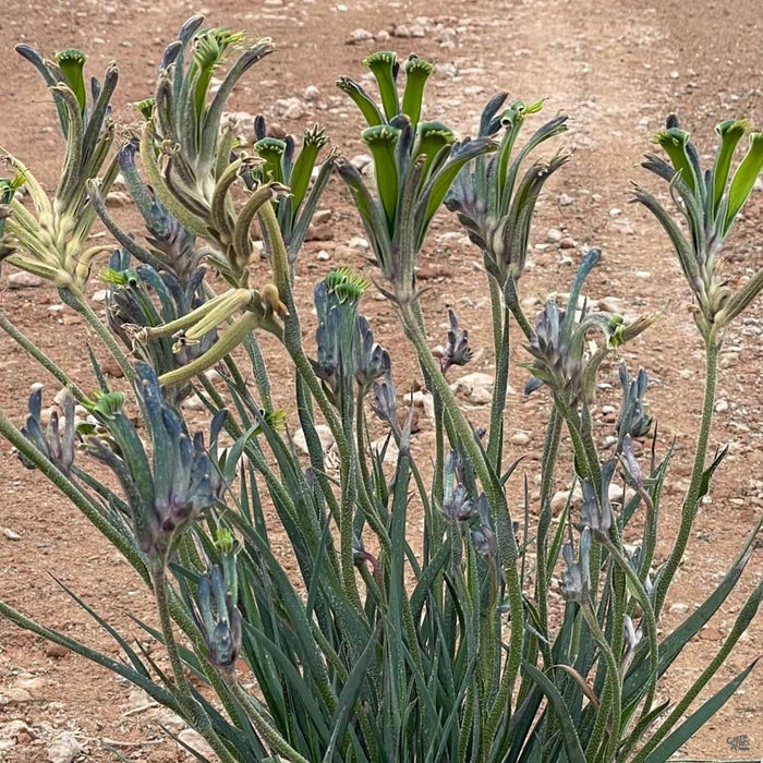 Blue Kangaroo Paw