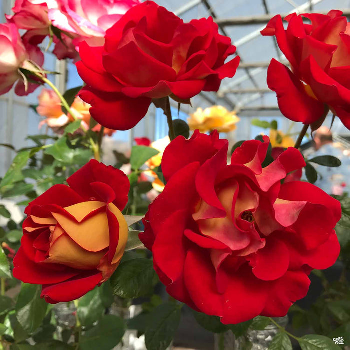 'Ketchup and Mustard' Rose
