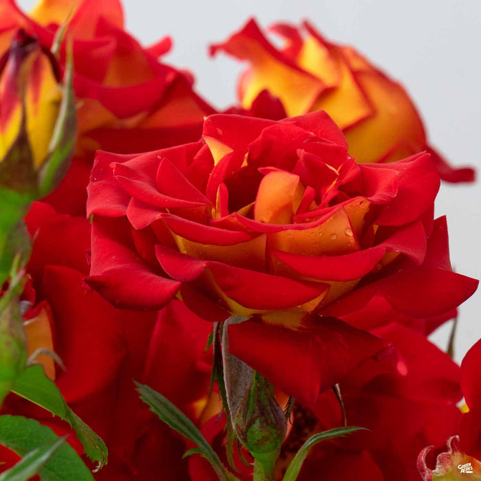 'Ketchup and Mustard' Rose