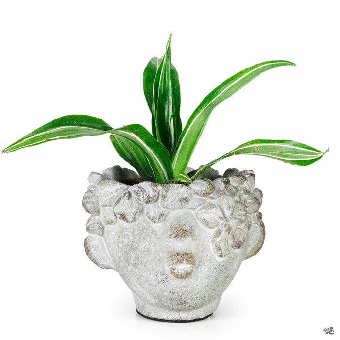 Kissing Planter