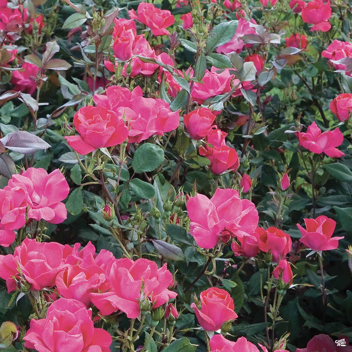 Knock Out Rose