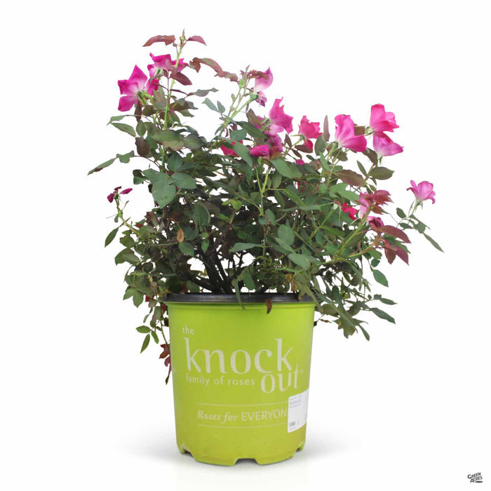 Knockout Rose 02T