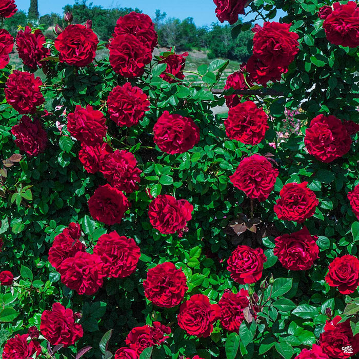 Lady in Red Climbing Rose
