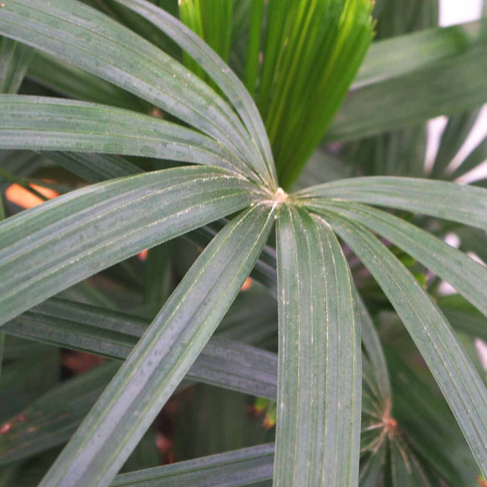 Rhapis Palm