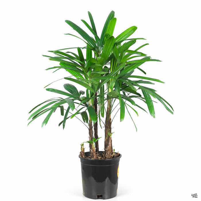 Lady Palm 2 gallon