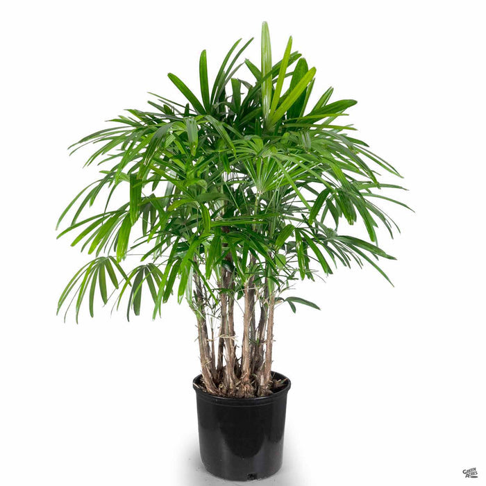 Lady Palm 3 gallon